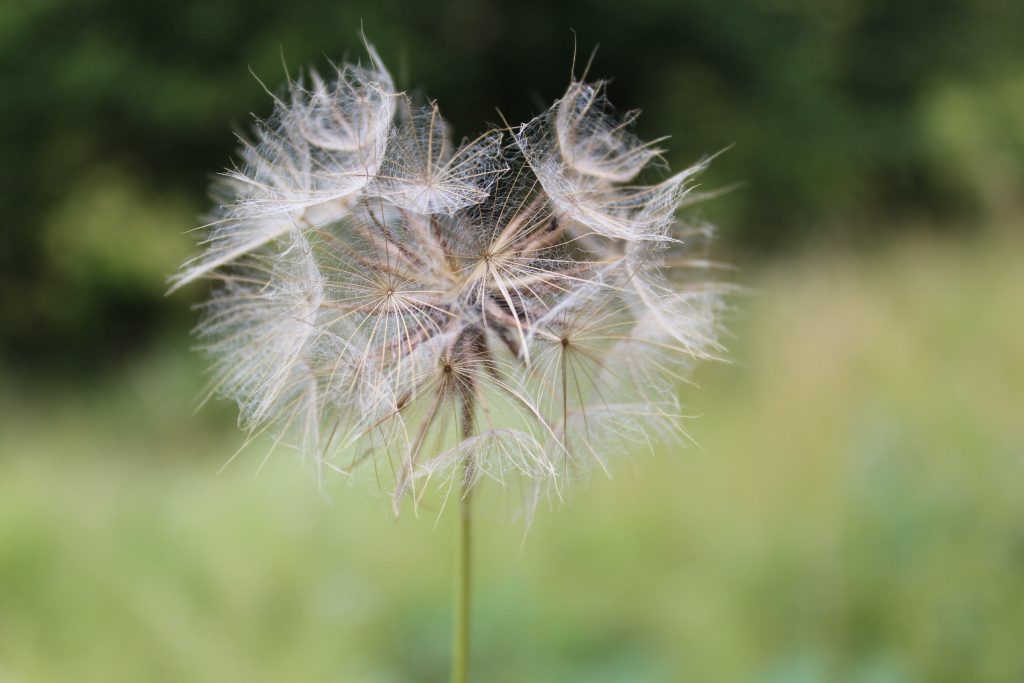 Flor de inspiración en el medio del camino