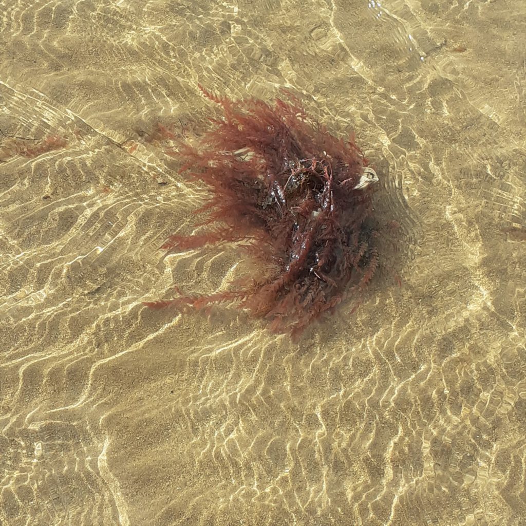 Alga