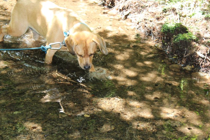 El Peludo en el agua