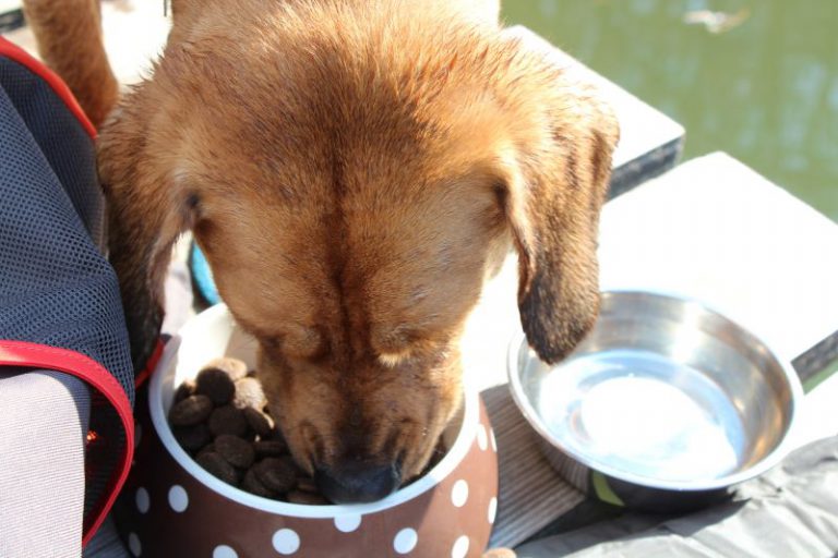 El Peludo comiendo en la montaña