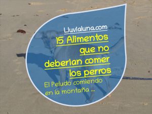 Lee más sobre el artículo 15 Alimentos que no deberían comer los perros