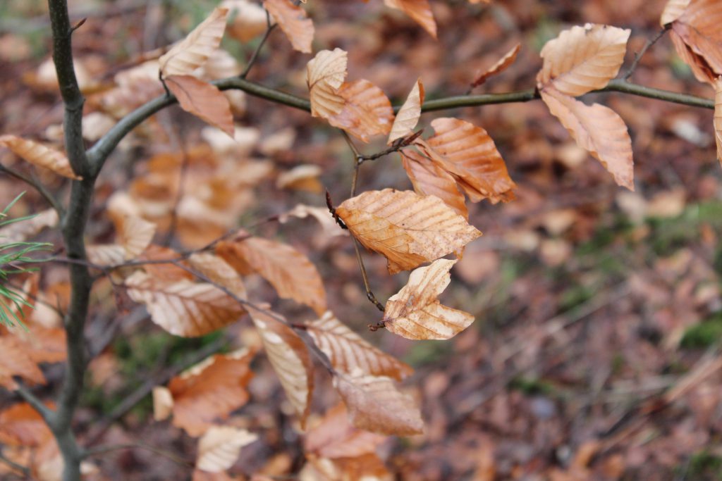 Hojas, marrones en la epoca de otoño en medio de un camino.